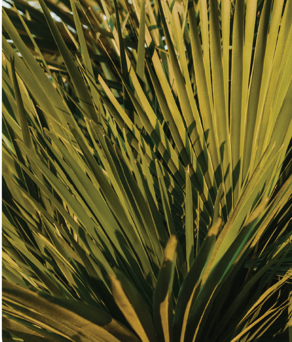 Saw palmello