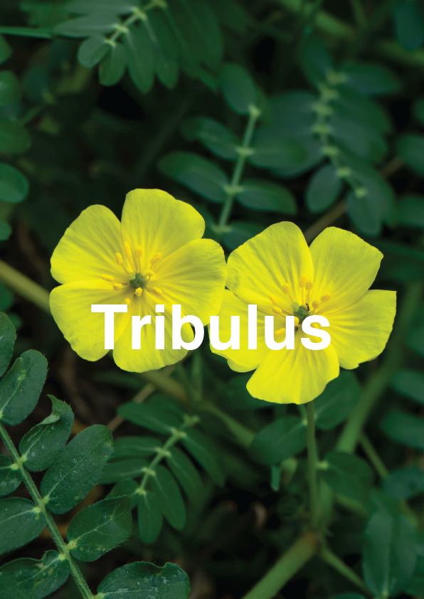 plants-03-03